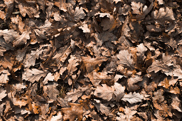 Fallen dry brown oak leaves, top view. Autumn natural background