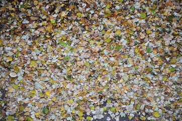 multicolored fallen, autumn leaves.
background for text and pictures.