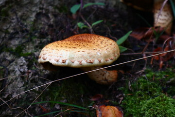 mushroom in the forest