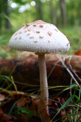 mushroom in the forest