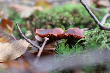 mushroom in autumn