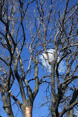 tree branches against sky