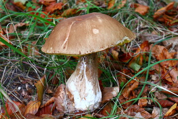 Huge mushroom