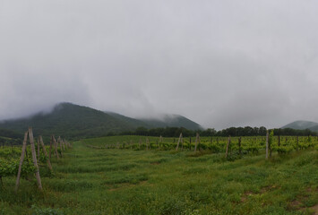 
Vineyards on the background of a misty mountain