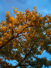Orange autumn oak leaves covered with lantern light against the blue sky.