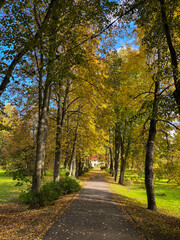 Asphalt walkway through a yellow and orange tree alley in autumn on a sunny day with blue skies.