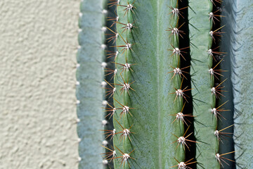 Cactus on desert garden and beige wall in the background