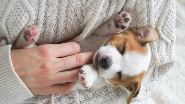 Portrait of puppy Little dog on owners hand