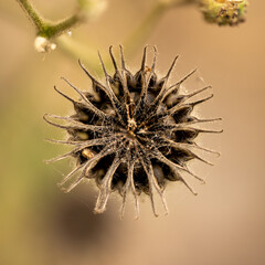 close up of a dead wilting flower