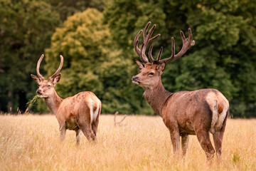Naklejka na ściany i meble two deer standing in a meadow