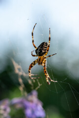 close up of a spider on the web