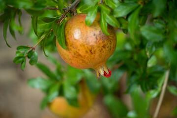 pomegranate fruit on tree