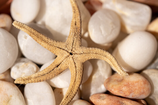 starfish and seashells on a beach
