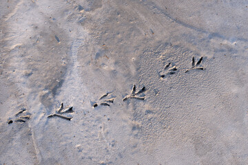 cement sidewalk with bird's footprints, pigeon 's footprint on cement