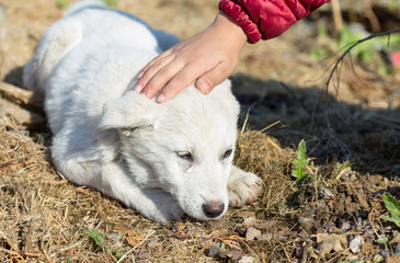 Little boy outdoors stroking a beautiful white puppy