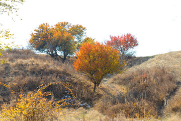Fototapeta premium autumn in nature the tree turns red