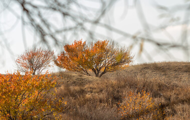autumn in nature the tree turns red