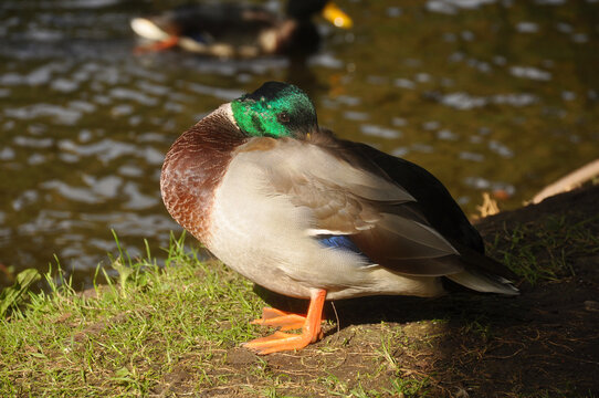 Duck on the pond close-up. Bird, wildlife, birds, animals, beauty