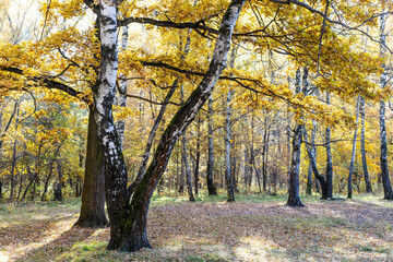 old birch tree and oak branches with yellow leaves