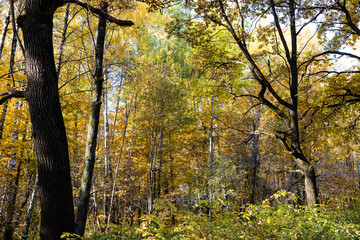 lush colorful foliage in city park on autumn day
