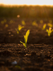 Green corn maize plants on a field. Agricultural landscape
