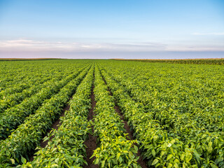 Fototapeta na wymiar Green pepper plants at agricultural field