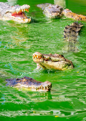 Crocodiles in nature swim in the lake. Many predators lie on the banks of the river, basking in the sun. Crocodile farm.