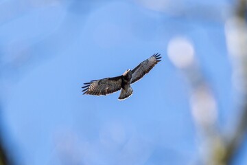 A portrait of a buteo buteo or common buzzard or flying in a blue sky. The bird of prey can be seen...
