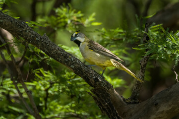 Yellow Cardinal, Gubernatrix cristata, Endangered species in La Pampa, Argentina