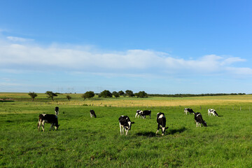 Cows grazing at sunset, Patagonia, Argentina.