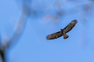 A portrait of a common buzzard or buteo buteo flying in a blue sky. The bird of prey can be seen...