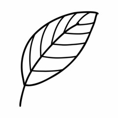 Doodle line leaf. Vector illustration of linear leaves