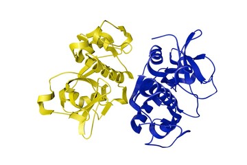 Crystal structure of cathepsin F, a protein that in humans encoded by the CTSF gene. Ribbons diagram with differently colored protein chains based on protein data bank. 3d illustration