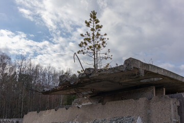 The power of life. A lone pine tree grows on concrete blocks.