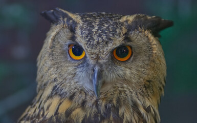 An owl face detail with blur background