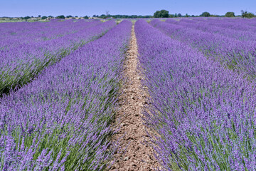 Fototapeta na wymiar Lavender crop field in Brihuega (Spain).