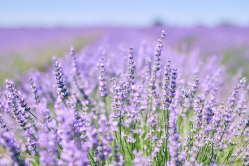 Closeup image of lavender flowers (Lavandula) in a crop field.