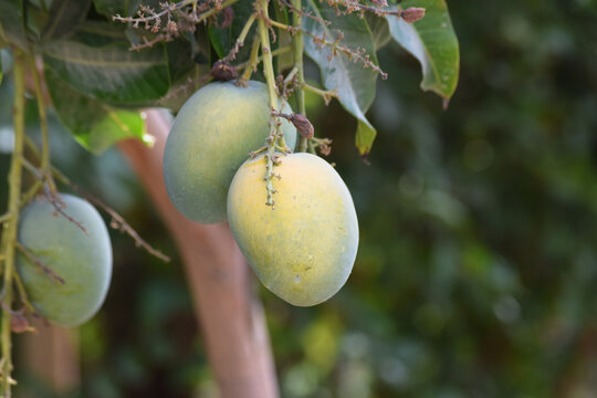 Raw unripened mango hanging on tree garden wallpaper fruit background nature photo