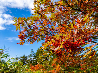 Autumnal Japanese rowan in a mountain (Zao, Yamagata, Japan)