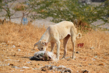 Naklejka premium Street dog on dry grass summer season close up, homeless puppy eating dead chicken animal wallpaper background photo