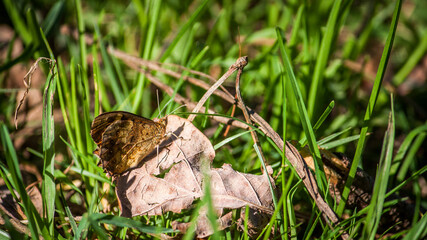 Butterfly on the grass