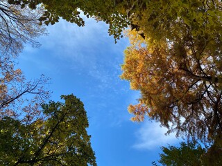 autumn trees in the sky