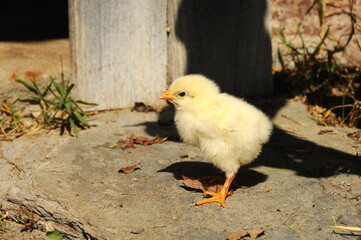 chicks in a chicken coop