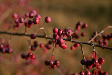 Red small fruits of a wild forest apple tree on a tree with fallen leaves in autumn.