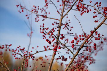 Red small fruits of a wild forest apple tree on a tree with fallen leaves in autumn.