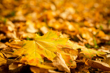 autumn mood. maple leaf fall. fallen yellow leaves