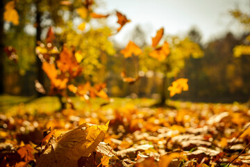 autumn mood. maple leaf fall. fallen yellow leaves