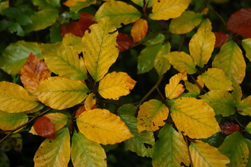 young beech in autumn, yellow colored beech leaves, Fagus