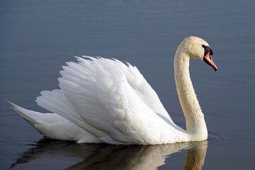    Graceful and beautiful white bird on the water. Mute swan   