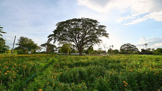 Giant rain tree in blossom marigold garden at sunset